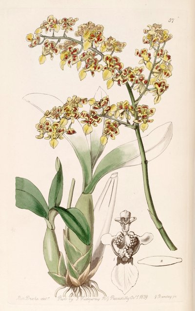Oncidium venustum da Miss Drake